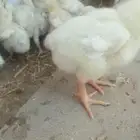 صوص لاحم