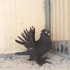 سلام عليكم
