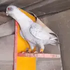 طيور شاميه ماشاءالله