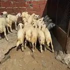 طليان ورخال