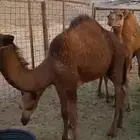 Qadan AlAdad 4