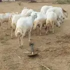 ضان مهجن حري قرايب العدد 13