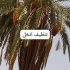 عمال نخل قطيع تكريب تنضيف قلع وغرس الفسايل وجميع شغل انخل