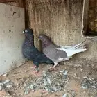 للبيع حمام