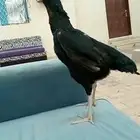 دجاجة شامو الماني