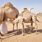 قعود كفو البيع