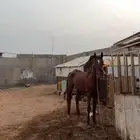 حصان شعبي طرب