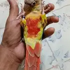 كنيور اناناس