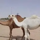 مفروده عونيه