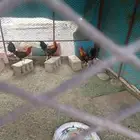 دجاج للبيع