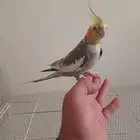 اجوز كروانات