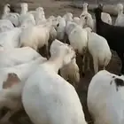 ضان رفيدي قرايب دفيع على الشرط فحص سونار مضمونه ومشروطه