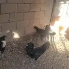ديوك اندنوسي للبيع