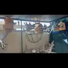 قميري للبيع شرط صحه ومنتج