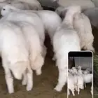 بهم حري للبيع