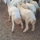 طليان