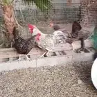 ديك تركي فيومي دجاجتين تركيات