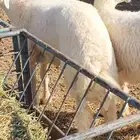 للبيع خرفان طيبه طيبه