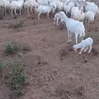 ظان رفيد يات دفيع العدد 100