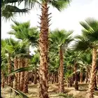 نخل واشنطني