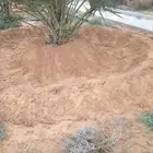 يوجد لدينا جميع انواع النخيل المثمرة العربي وزينه اتواصل جوا