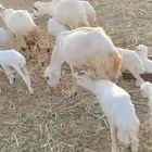 يوجد لدينا ضان رفيددات مولدات ودفيع