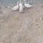 بط بياض