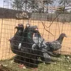 للبيع مجموعه حمام