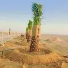نخل للبيع