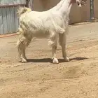 مشروع فحل مصري فااخر
