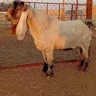 تيس اصفر عارضي