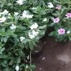 احمد لتنسيق الحدائق العامة والخاصة وزراعة العشب الطبيعي والص