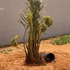 نخل طيب