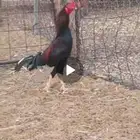 العالمية لجميع أنواع الطيور