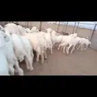 النوع بهم تربيه حري شعره بيض وطرف   العدد