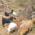 معزاء كفو وشرط للبيع