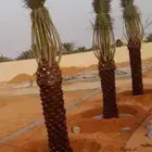 نخل للبيع وأسعار مناسبه