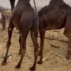 قعدان للبيع مغلقة بلديات كفو موقع نجران