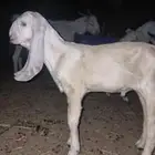 جفر بنجابي مشروع فحل فاخر
