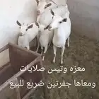 سلام عليكم