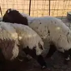 بهم نعيم العدد 10رخال 6وخرفان 4 الموقع الخفيفيه السعي على ال
