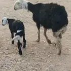 شاة نجديه متبع