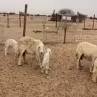 غنم خلفات حريه 30 تحتها 30
