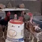 دجاج باكستاني اصل بياض