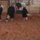 نجد طيبه العدد4 الخرفان 3 رخل 1 من حلالي حد 1250