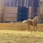 مهر شعبي للبيع العمر 4شهور