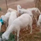 ضان