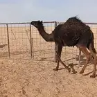 بكره مجهم قصب حليب امها الموقع غرب الدوادمي 8شهور