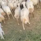 ضان رفيدي قرايب الا شرط سن طيب جروم طيب العدد ميه فين اصامل