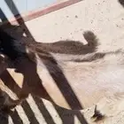 ذبايح نظيفة وعلى الشرط